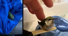 Man Steps In After Seeing A Hummingbird on the Side of the Road and Nurses It Back to Health