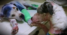 Shelter Dog Comforts A Severely Abused Puppy Before Surgery