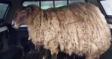 5 Farmers Rallied Together, and Fiona the 'Loneliest' Sheep Was Rescued from Cliff