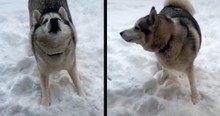 Siberian Husky Says No, Literally, Every Time His Mom Tries To Bring Him Inside From The Snow