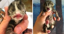 Special Needs Kitten Named Voldemort Born With No Nose Is Inspiring So Many
