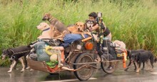 Stray Dogs in Mexico Fill His Cart in the Amazing Story Behind Edgardo Juarez, 'Savior of the Dogs'