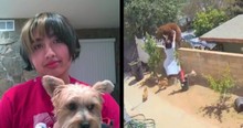 Girl Sees Dogs In Danger And Without Hesitation, Brave Teen Pushes Bear To Save Them