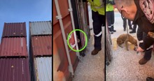 Coast Guard Hears Scratching Coming from Shipping Container, and It Saves a Life