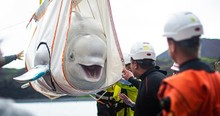 2 Beluga Whales Get Rescued And You Can See just How Much It Means To Them