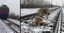 Truly Loyal Dog Spends 2 Days Protecting Injured Friend on Frozen Train Tracks