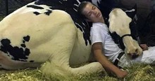 Heartwarming Story Of Boy Who Snuggled Up With Cow At State Fair