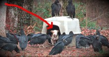 A Chained Dog Surrounded By Vultures Has Found A Loving Home