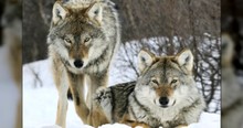 14 Wolves Went Into a Park And It Changed Everything