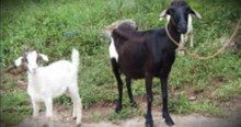 Widow Praises God For Saving Her Goats