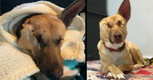 Wunderdog Maggie Endured The Unthinkable Only To Miraculously Recover 1 Year Later & Inspire All