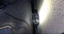 Rescue Team's Unusual Tactic Saves An Abandoned Dog