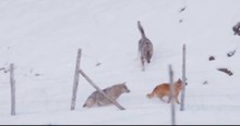 Brave Little Dog Faces Wolves When They Were Attacking Him