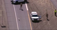 Traffic Was Backed Up On The Freeway All Because Of This Little Dog