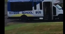 Dog Gets Really Excited When The School Bus Comes To Pick Him Up