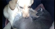 Momma Cat With Her Kittens Looking For Shelter Are Welcomed By Someone Unlikely