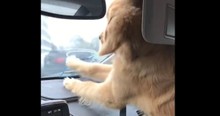 Golden Retriever Puppy Hilariously Tries To Catch The Windshield Wipers