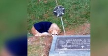 Loyal Chihuahua's Human Passed Away and She Won't Leave Her Gravesite