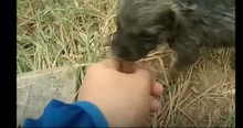A Man Spotted A Drowning Puppy And He Tried To Save Him