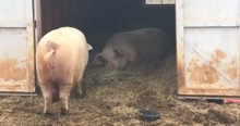 A Pig Saw That His Brother Could Not Get His Own Food, So He Brought The Food To Him