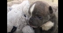 Pit Bull Was Abandoned Because Of His Cleft Lip But Now Has A Family To Love Him