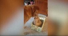 Grieving Golden Retriever Opened A Box For The Best Surprise