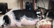 A Little Dog Was Trying To Wake Up A Sleeping Pig And It Was Hilarious