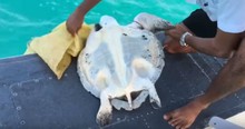 Rescuers Spotted A Sea Turtle From Up In the Air And Landed A Plane To Save Him