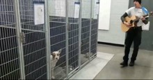 Animal Service Officer Played Music For Rowdy Dogs And They Settled Down