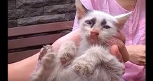 Tiny Kitten Is Rescued And Can't Stop Shaking