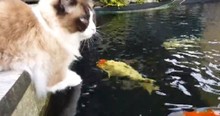 Fluffy Cat Becomes The Best Of Friends With Colorful Fish
