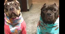 Unlovable Pitt Bull Was Afraid Until His Family Gave Him A New Best Friend