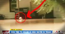 News Crew Rescues a Dog Tied up in Texas Flood