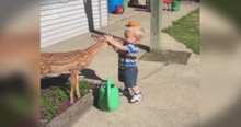 Deer And Little Boy Share Magical Moment As They Play