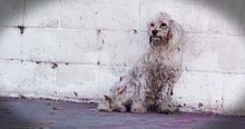 Layla Dog's Rescue and Transformation
