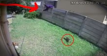 Yorkie Protects Home from Burglar