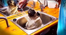 Barry the Pug Gets a Bath