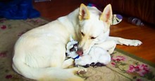 White German Shepherd Cuddles Baby Goat