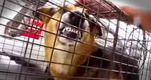 Abandoned Dog Was Ready To Attack Until His Rescuers Showed Him Real Love
