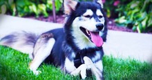 Dog Was Born Deformed And Unable To Walk Until He Gets Prosthetics