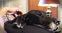 Domestic Abuse Story Is Tough To Hear. But How Her DOG Helped--TEARS!