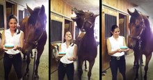Horse Blows Out Birthday Candles On Cake By Himself