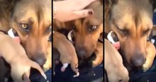 Momma Dog Cries When Her Puppies Are Returned To Her