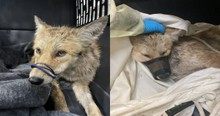 Police Rescue Dog From Turbulent Waters Only To Discover It's Not A Dog At All