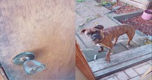 Every Night They Hear A 'Knock' At Their Door And Open It To Find The Neighbor's Dog