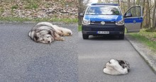 Police Find Arctic Fox Laying Down in the Middle of the Road After the Animal Escaped the Zoo
