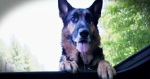 Stray Dog Drags a Severely Injured Woman 100 Feet to Get Help
