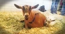 Baby Goat Gets Reunited With His Mom After Being Kidnapped