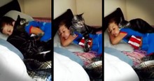 A Cat's Best Friend Finally Came Home And She Can't Stop Snuggling Him