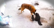 Mom Cat Takes Kittens To Meet Dog Friend